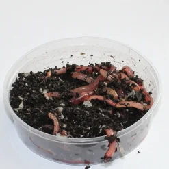 Best Rod Dendrobena mato mask worm medium keskikoko 25kpl