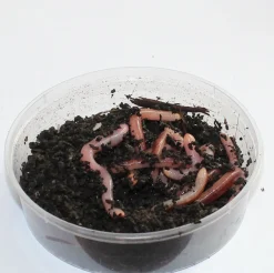 Best Rod Dendrobena mato mask worm large iso 15kpl