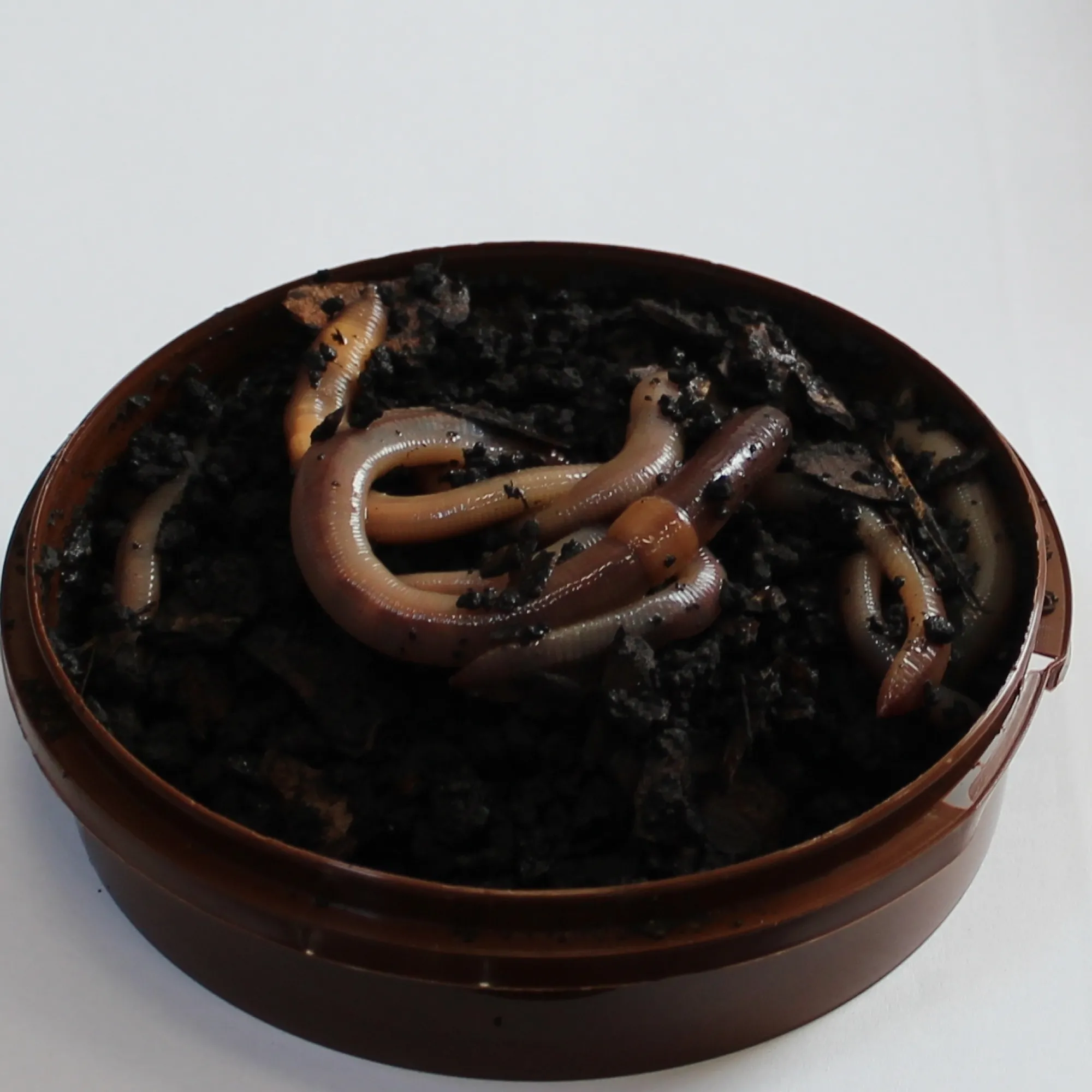 New Rod Kastemato Nightcrawlers daggmask yömato 10kpl