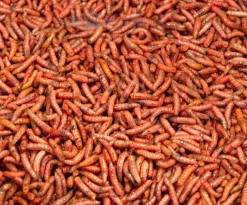 Online Rod Kärpäsentoukka punainen 1 litra