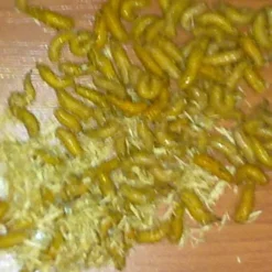 Clearance Rod Pinkietoukka keltainen yläfemma purkki