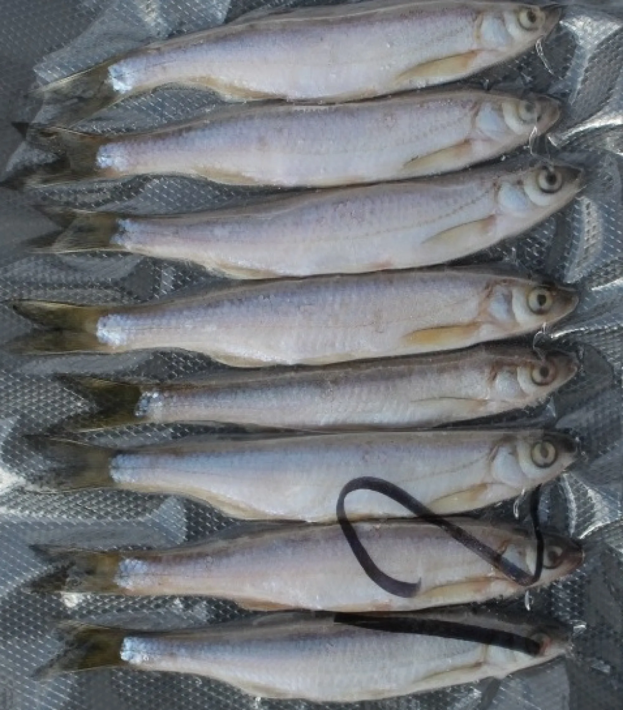 New Rod Salakka täkykala pakasteena 6kpl pituus 16cm