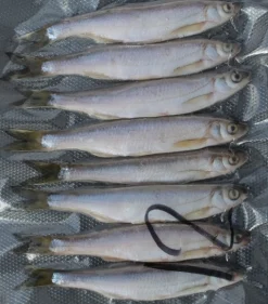 New Rod Salakka täkykala pakasteena 8kpl pituus 12cm