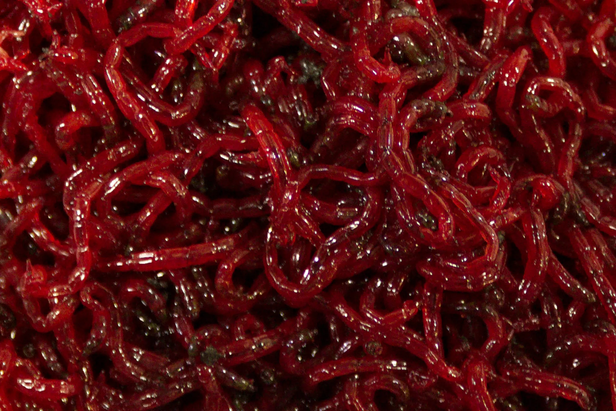 New Onkitukku Surviaisen toukka 10g